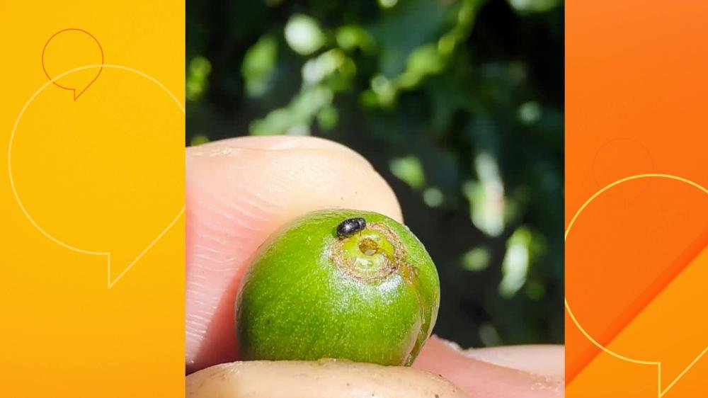 Verão inicia novo ciclo de combate à broca-da-erva-mate