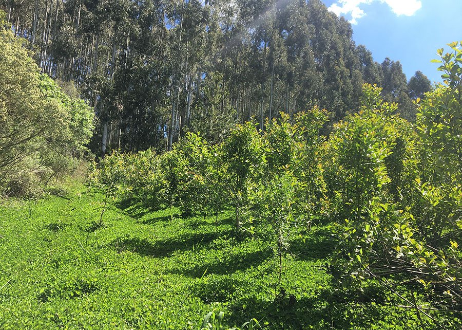 Cultura da erva-mate conta agora com calculadora de carbono