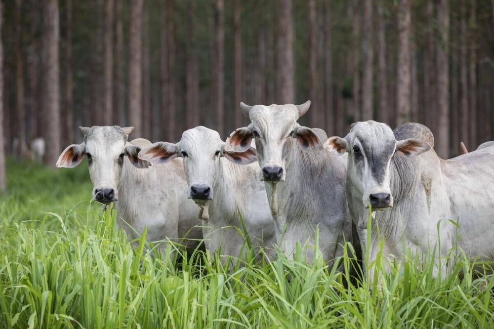 Líderes do agro otimistas sobre criação de sistema alimentar mais sustentável