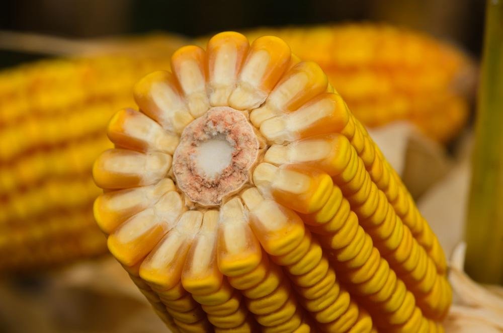 Marcas da LongPing High-Tech participam de feiras de agronegócio no Paraná