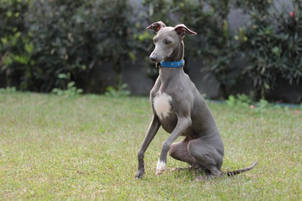 Desmistificando Mitos: O Pequeno Lebrel Italiano - Um Cão Dócil e Calmo que irá te surpreender