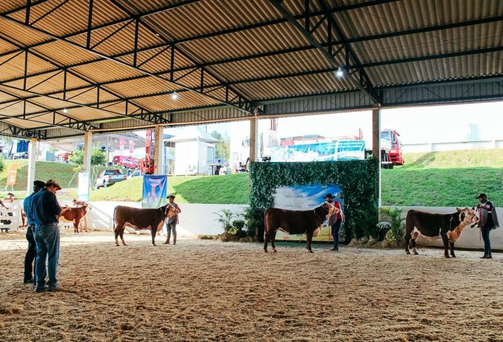 Francisco Beltrão abre agenda oficial de exposições das raças Hereford e Braford