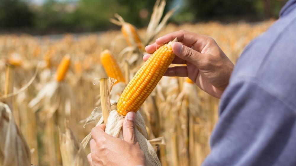 Aumento dos pedidos de recuperação judicial por produtores rurais