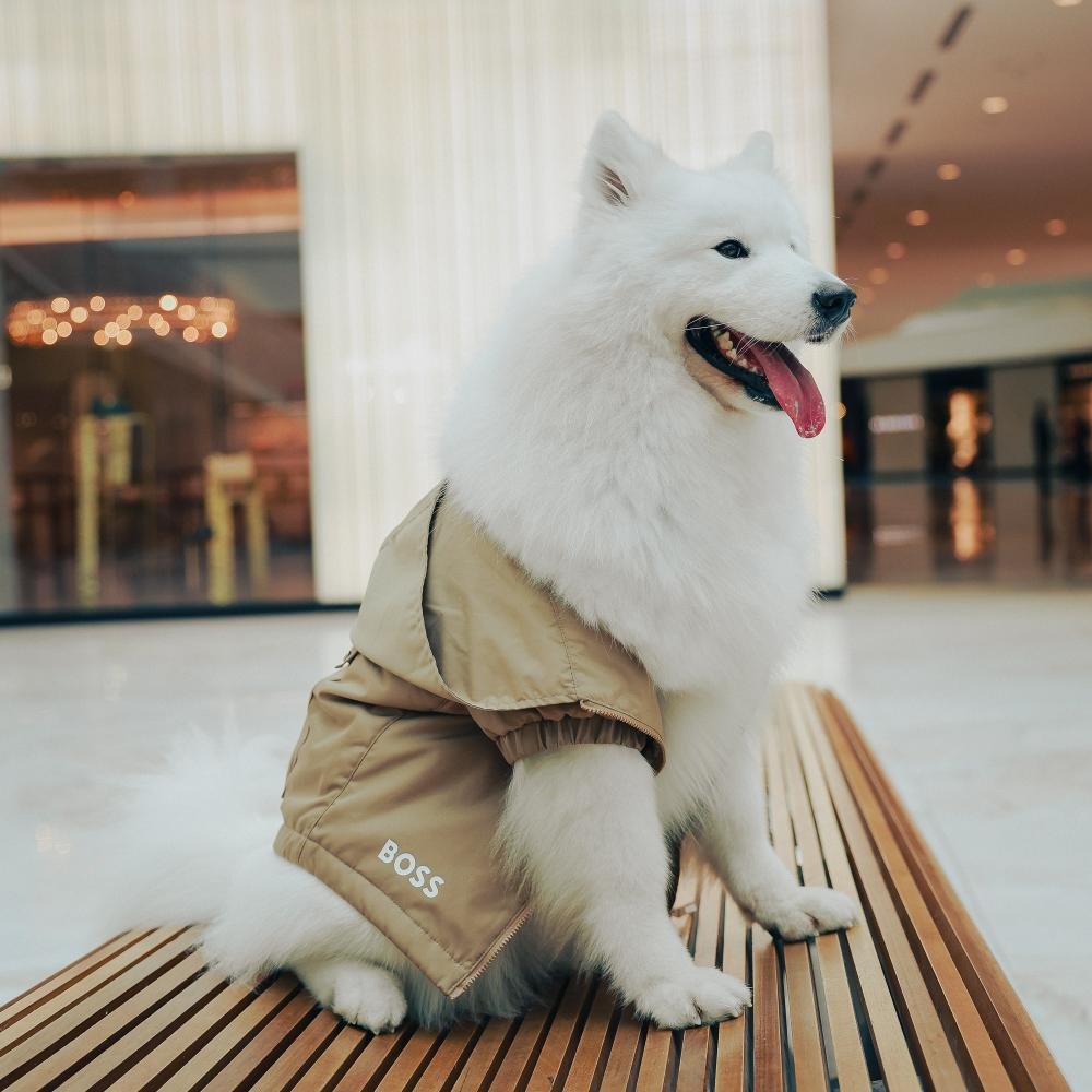 Pátio Batel anuncia Dog Weekend com programação de quatro dias