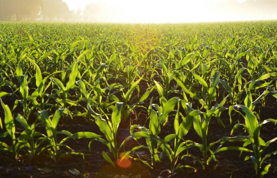 Aumente a produtividade da safrinha com o programa Milho+