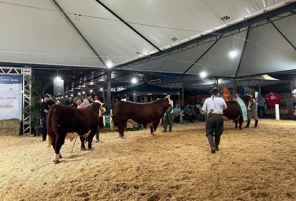 Hereford e Braford apresentam qualidade genética em pista durante a Expobel