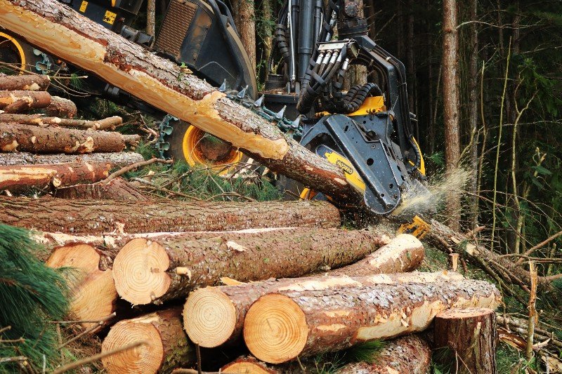Mercado florestal busca maior produtividade em meio a aumento nos investimentos