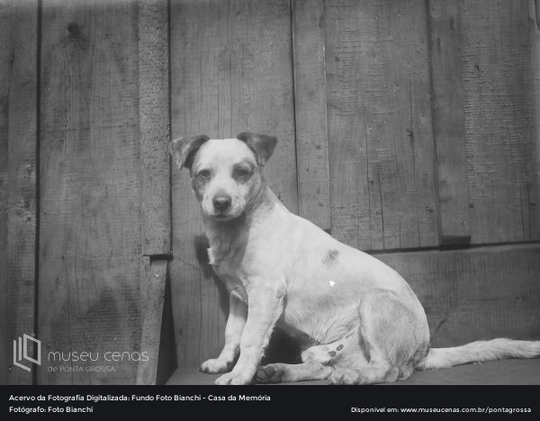 Fotos antigas de cães e gatos em PG são tema de exposição virtual