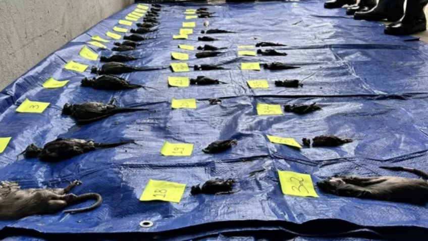 Defensoria do RS ajuíza ação contra Cobasi por animais mortos em lojas