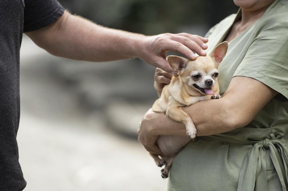 Shopping Estação realiza evento de adoção de Pets neste domingo