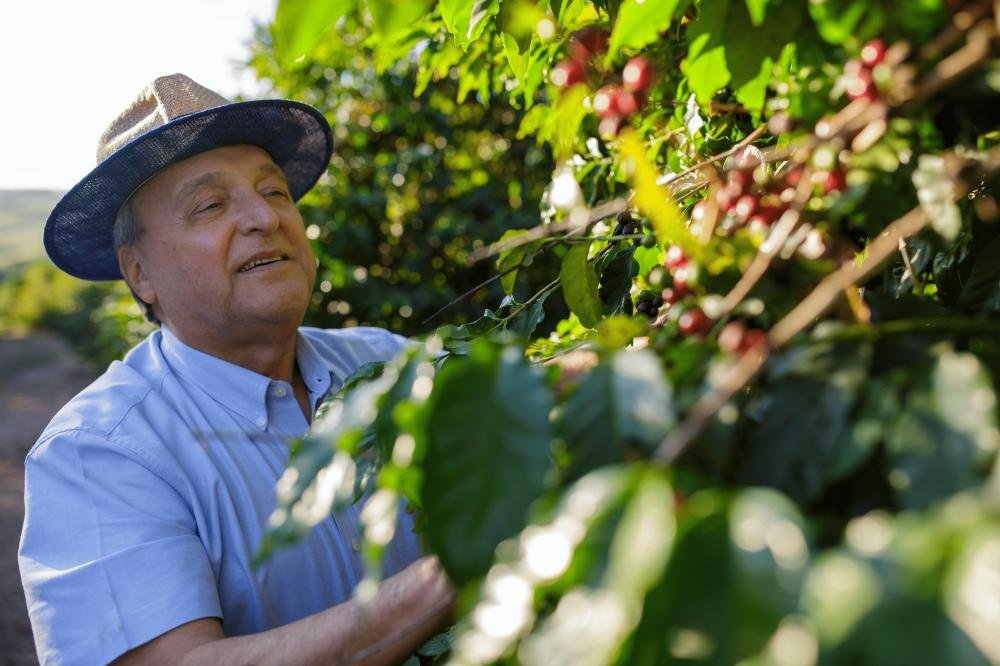 Regiões do Paraná produtoras de café com IG marcam a história no Brasil em livro inédito