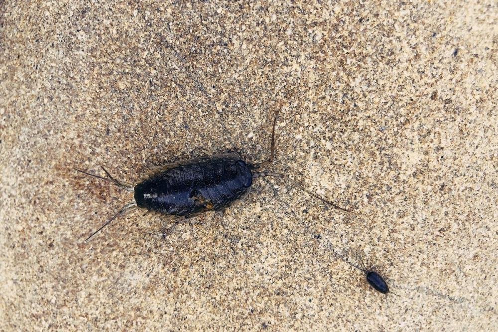 Como Escreve Dedetização e Por Que é Importante Conhecer o Serviço?