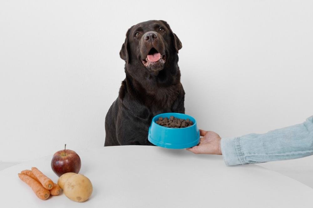 Dicas para garantir uma alimentação balanceada para cães adultos