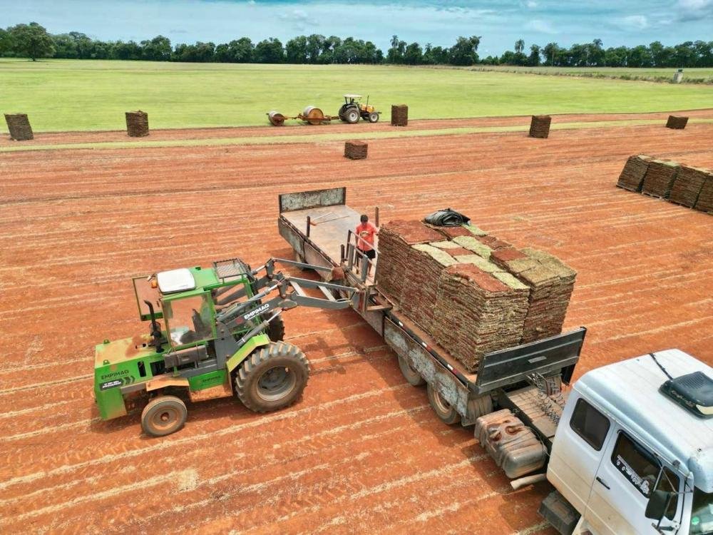 Diga adeus à erosão! Como a grama natural protege e valoriza seu terreno