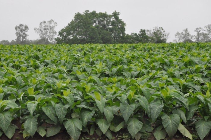 Projeto de lei transfere local de classificação da produção de fumo
