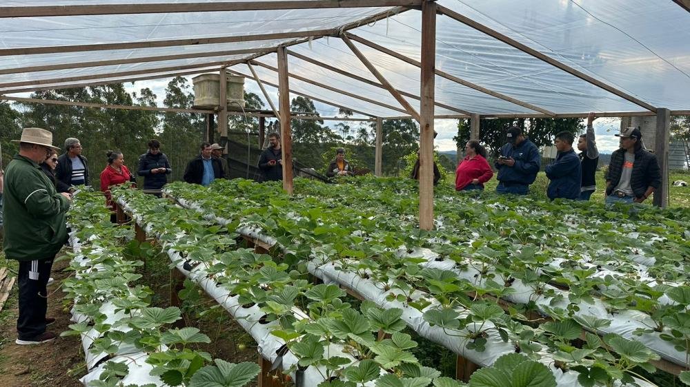 Prefeitura realiza a capacitação para produtores de morango, em Telêmaco Borba