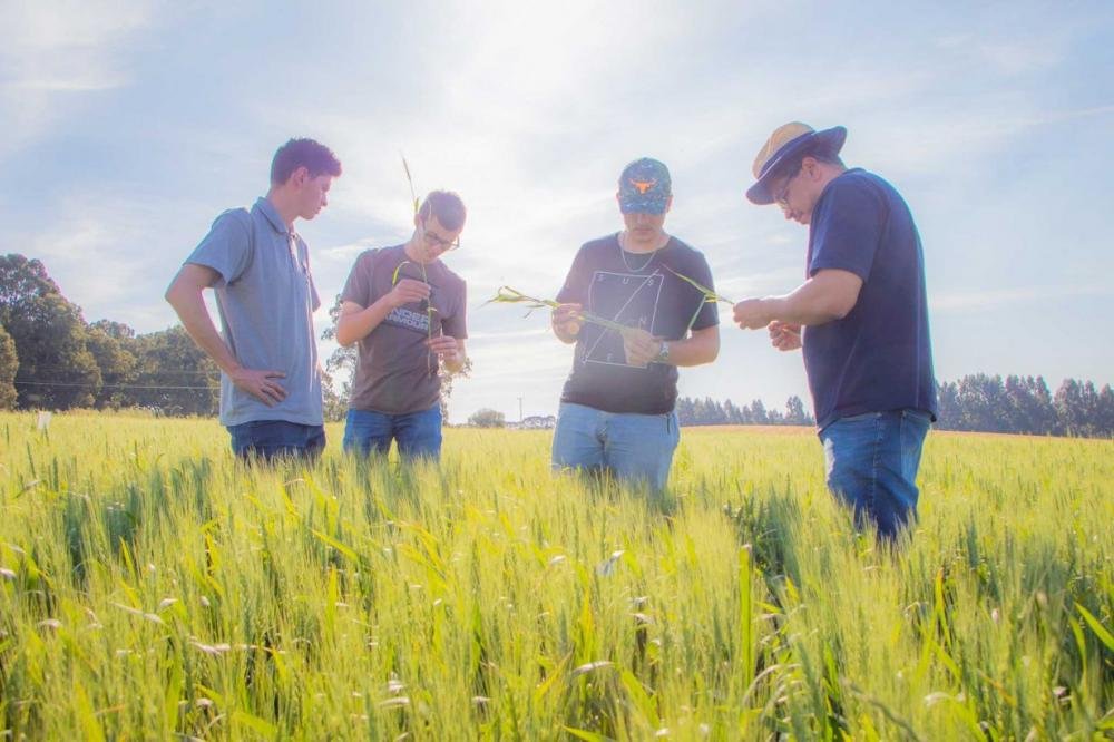 UEPG descobre presença de nova cigarrinha do milho e alerta produtores