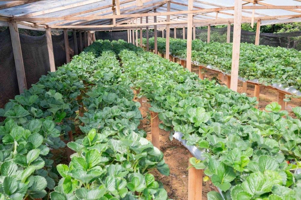 Prefeitura de Telêmaco Borba incentiva a produção de morango como forma de renda