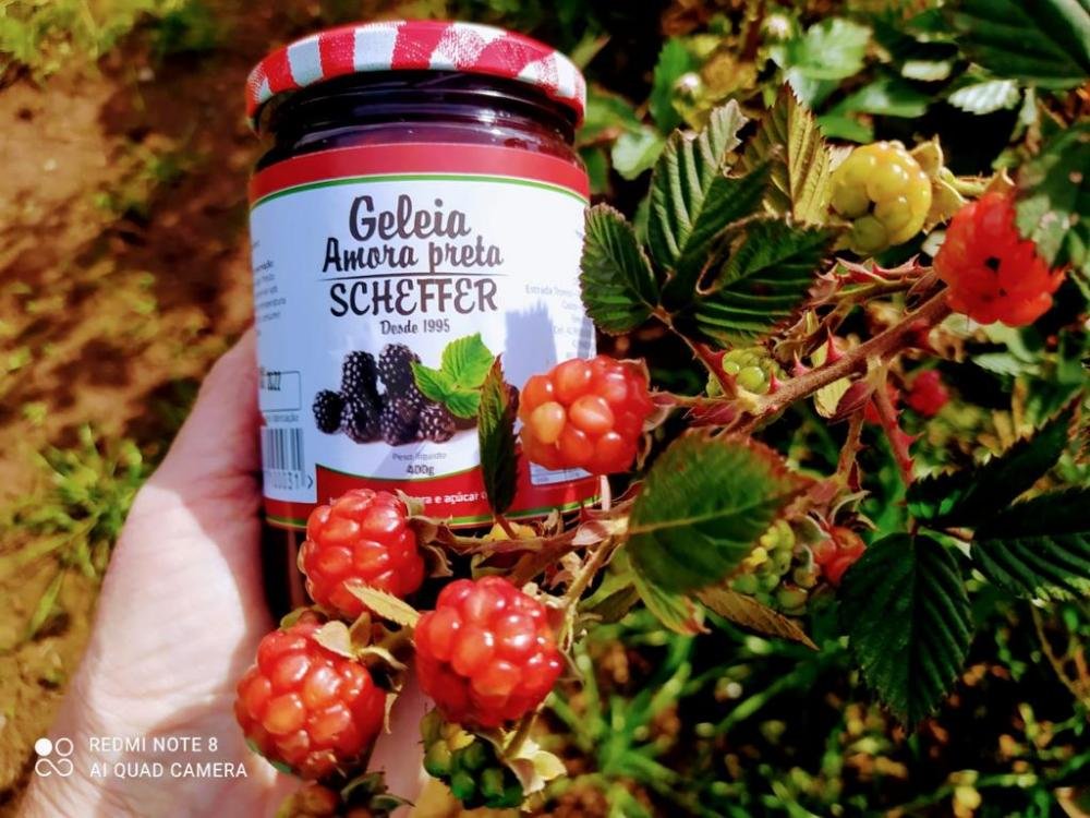 Colheita de Amora é uma das experiências do 3º Circuito Gastronômico dos Campos Gerais