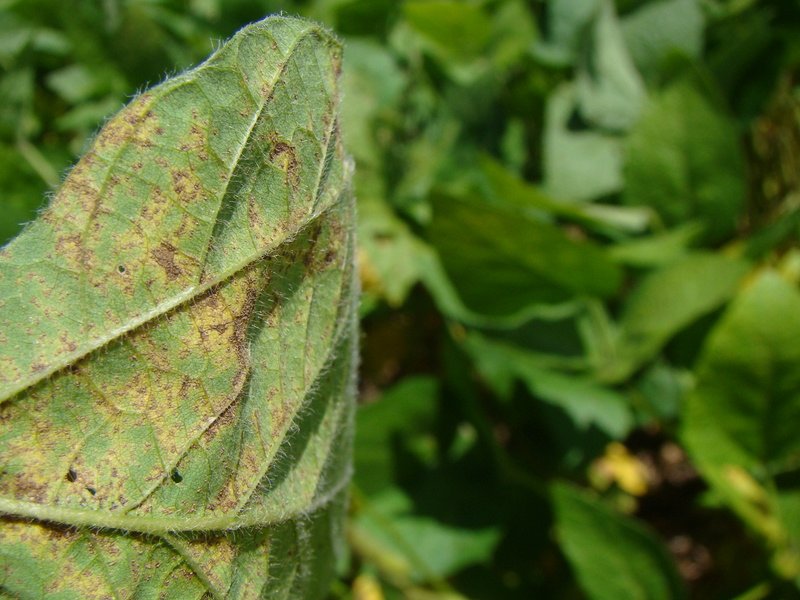 Paraná lidera casos de ferrugem no último mês