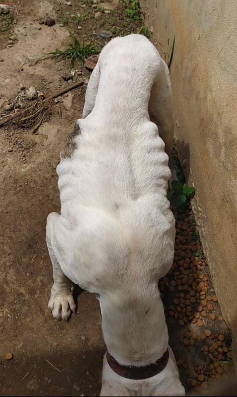 Cachorro é resgatado em estado avançado de desnutrição na Ronda
