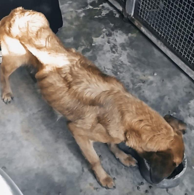 Cachorra é resgatada após ser abandona pela tutora com sete filhotes
