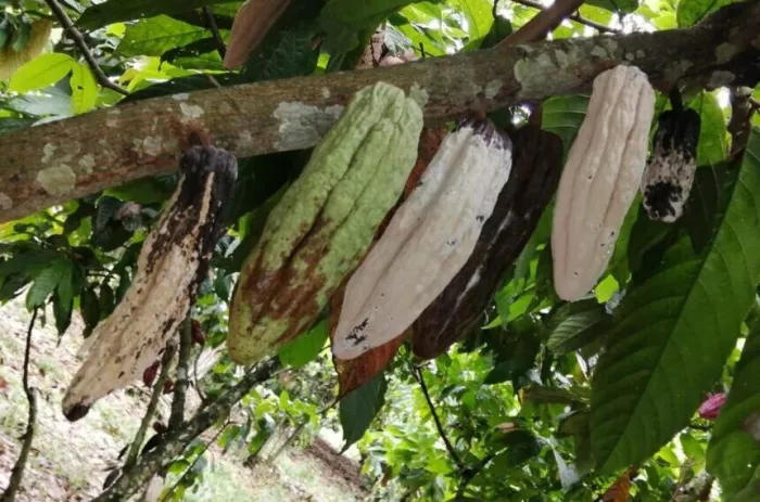 Com alto poder de destruição, monilíase do cacaueiro pode causar a perda de até 80% dos frutos - Foto: Idaron-RO