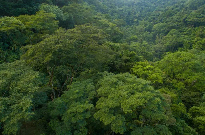 Foi vetada a retirada da Mata Atlântica do regime de proteção especial para supressão de floresta nativa - Foto: Marcio Isensee e Sa/Istockphoto