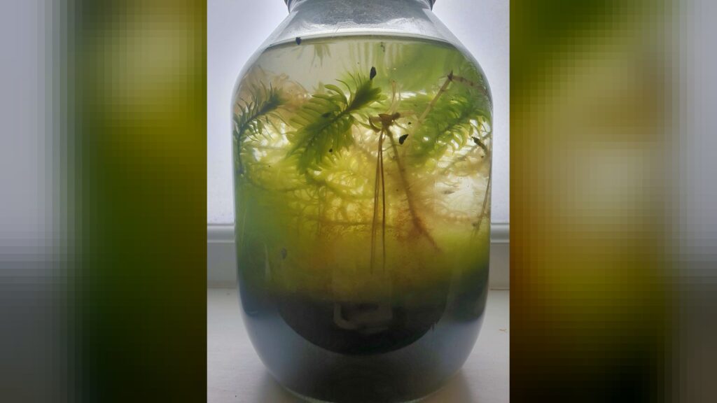 An aquatic closed biotope containing egeria densa and hair algae