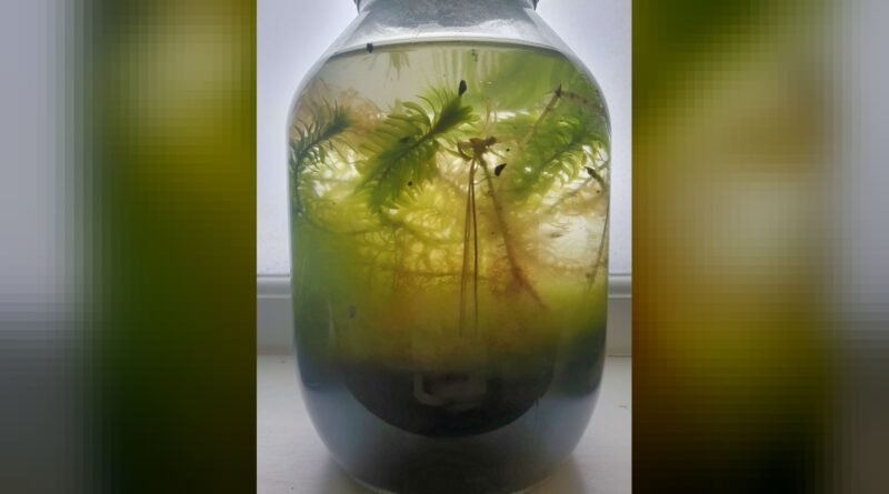 An aquatic closed biotope containing egeria densa and hair algae