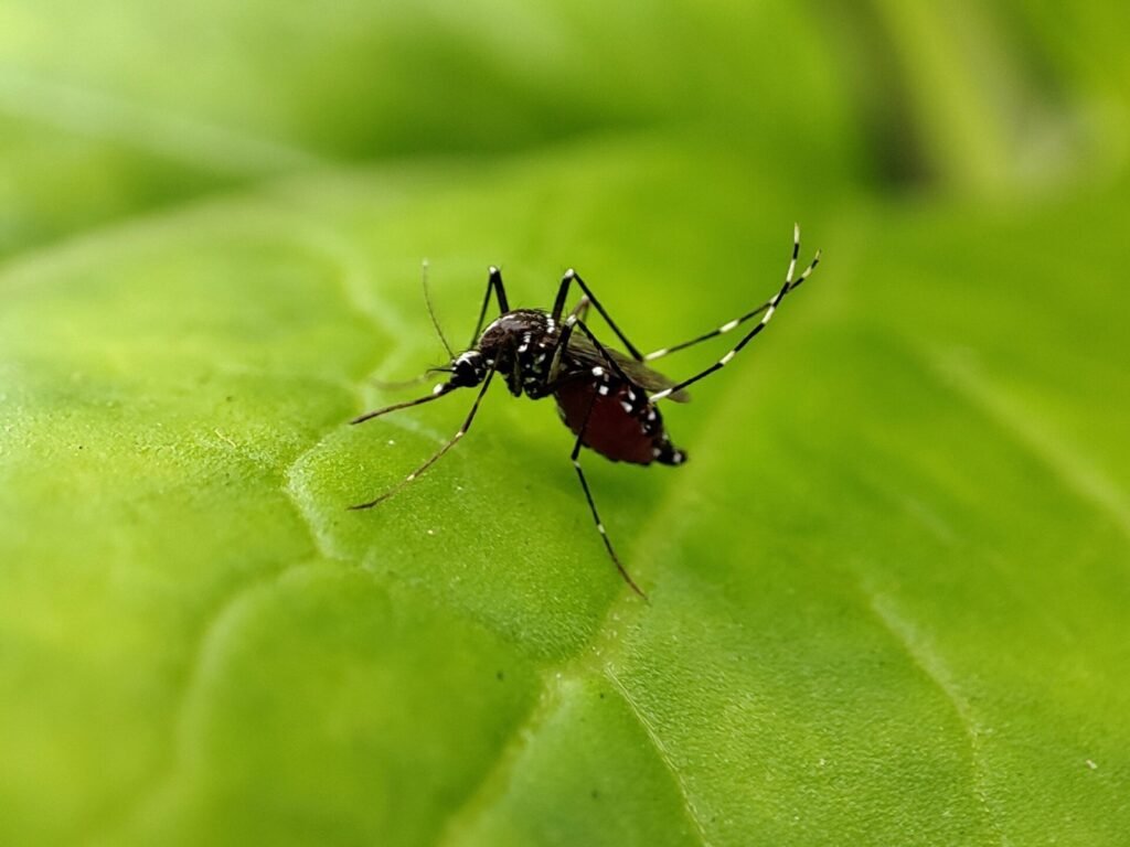 The mosquito in this photo is yellow fever mosquito, it can be identified by their white markings on legs. Their rear legs are sometime don't attach t