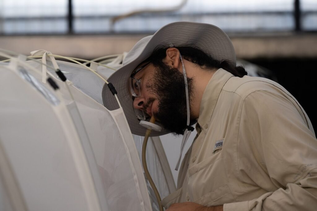 A Senior Laboratory Technicians collects Brazilian Peppertree Thrips (Pseudophilothrips ichini), to be stored and release later on in an attempt to co