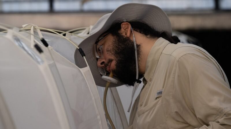 A Senior Laboratory Technicians collects Brazilian Peppertree Thrips (Pseudophilothrips ichini), to be stored and release later on in an attempt to co
