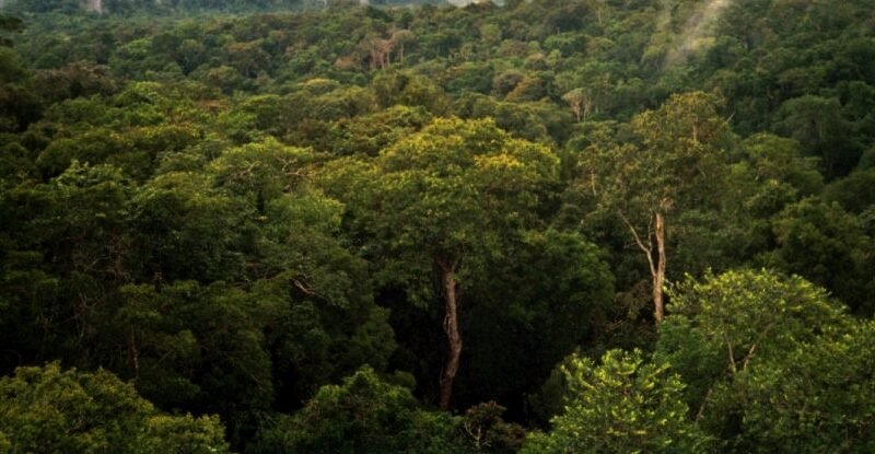 Floresta Amazônica