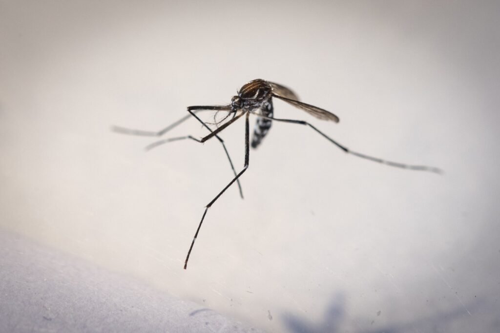 Porto Alegre, RS, 30/01/2025. Mosquito Aedes aegypti (morto). Imagem obtida no laboratório da Diretoria de Vigilância em Saúde (DVS), Unidade de Vigil