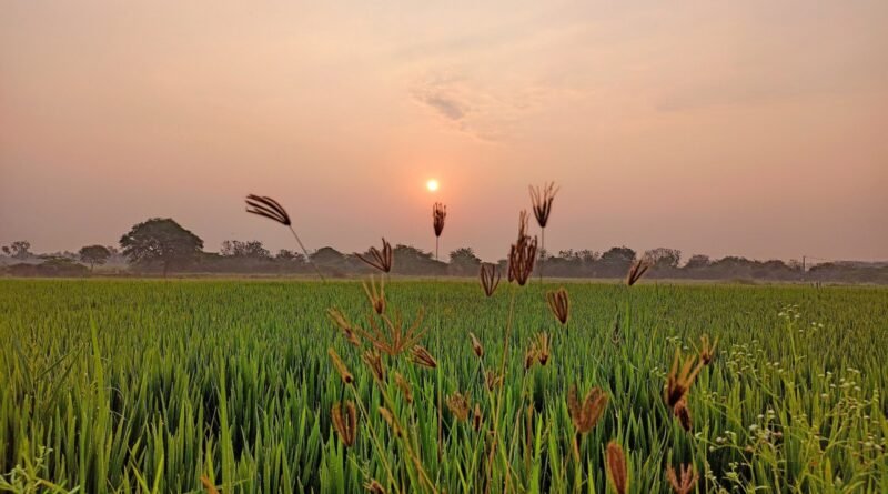 Sunrise View in Green Fields of Peddamungalachedu
