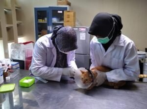 Dua orang dokter hewan Indonesia melakukan pemeriksaan pada kucing