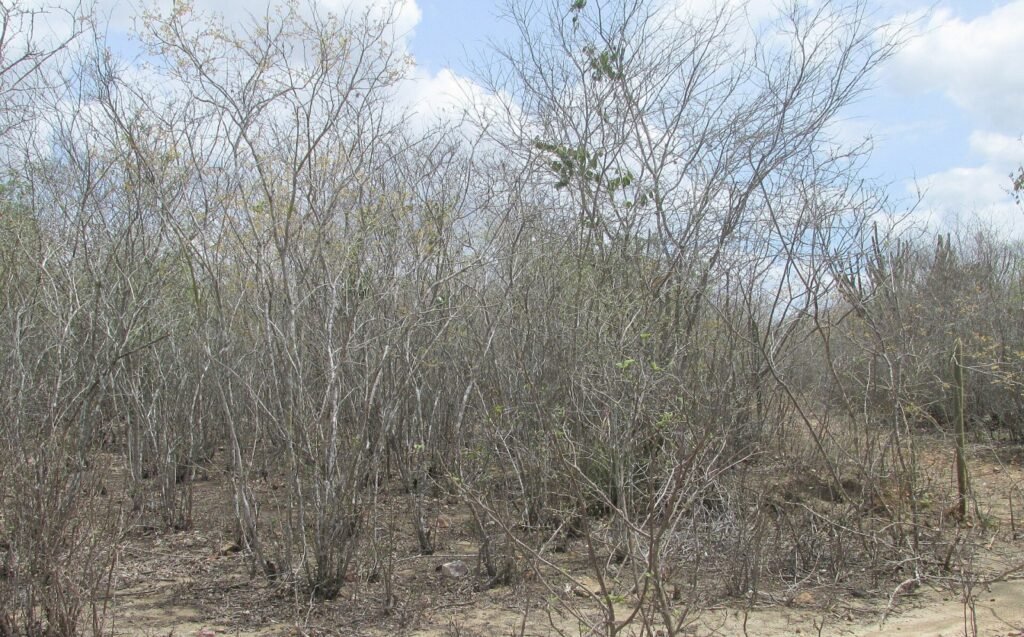 Caatinga