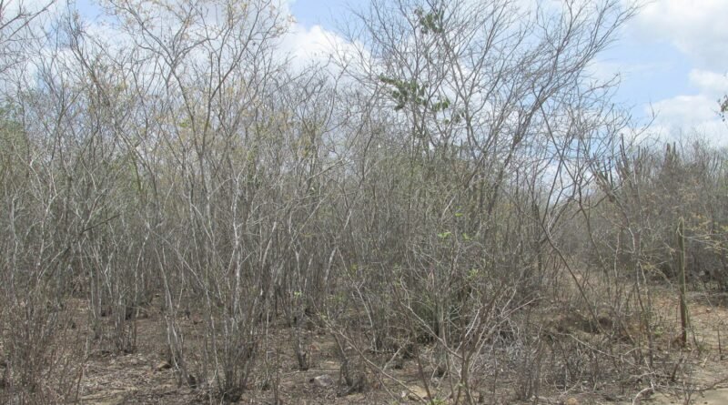 Caatinga