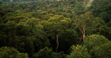 Floresta Amazônica