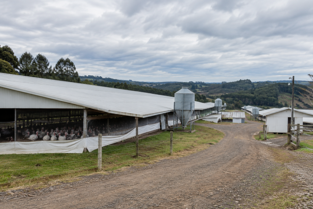 Doença de Newcastle em SC: foco em granja de perus é confirmado