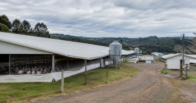Doença de Newcastle em SC: foco em granja de perus é confirmado