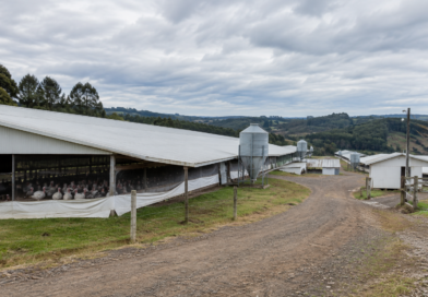 Doença de Newcastle em SC: foco em granja de perus é confirmado