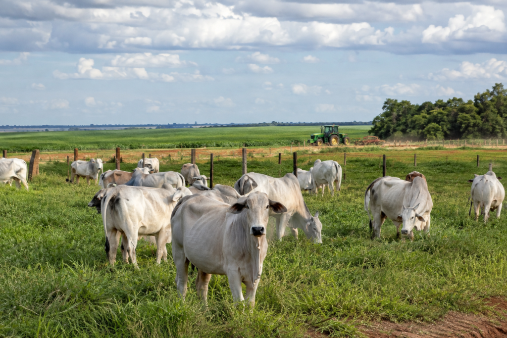 Pecuária de corte: herdeiro da Fazenda Roncador aposta em marca própria