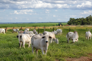 Pecuária de corte: herdeiro da Fazenda Roncador aposta em marca própria